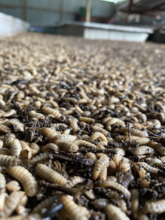 Animal feed maggot process